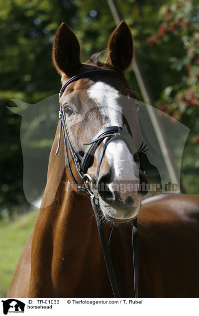 Pferdeportrait / horsehead / TR-01033