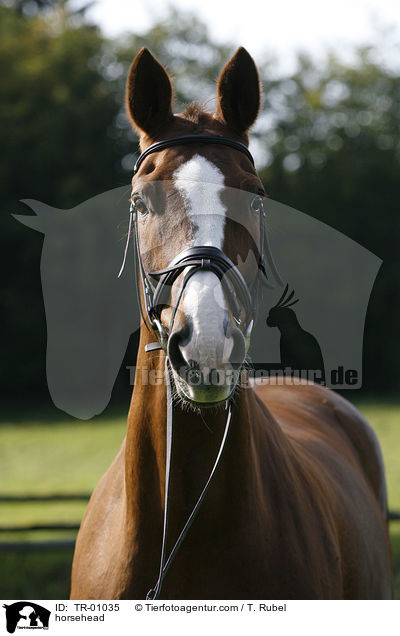 Pferdeportrait / horsehead / TR-01035