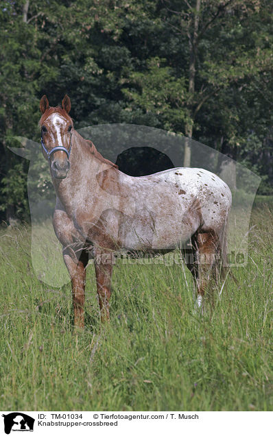Knabstrupper-Mix / Knabstrupper-crossbreed / TM-01034