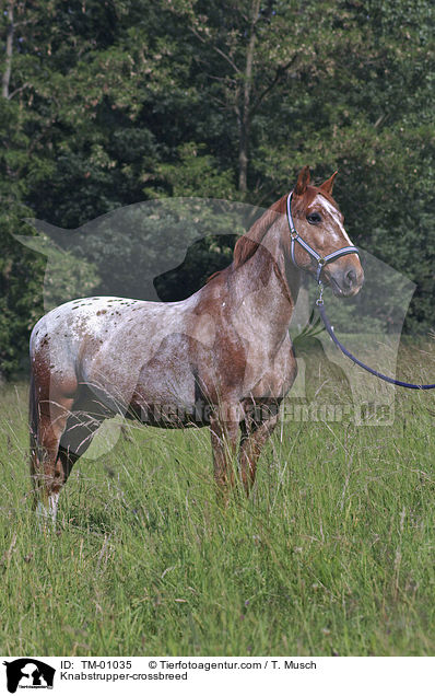 Knabstrupper-Mix / Knabstrupper-crossbreed / TM-01035
