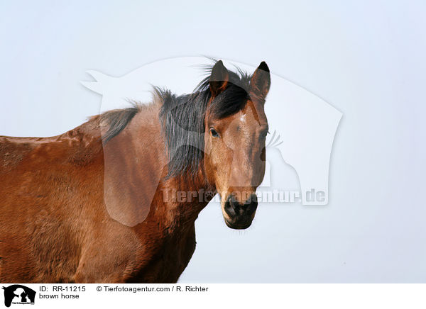 Brauner / brown horse / RR-11215