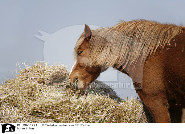 Pferd im Heu / horse in hay / RR-11221