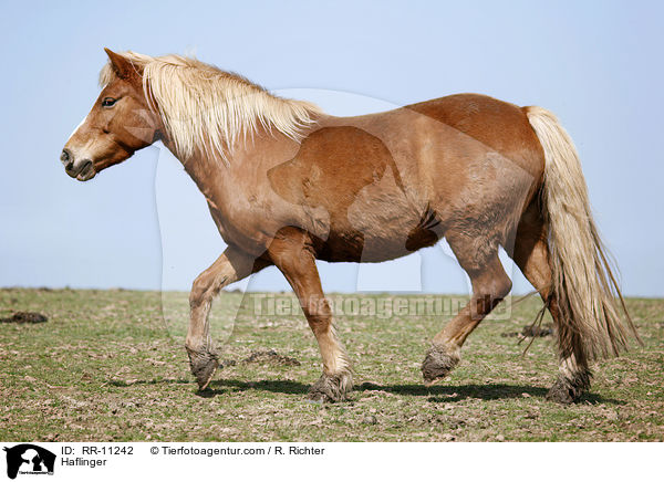 Haflinger / RR-11242