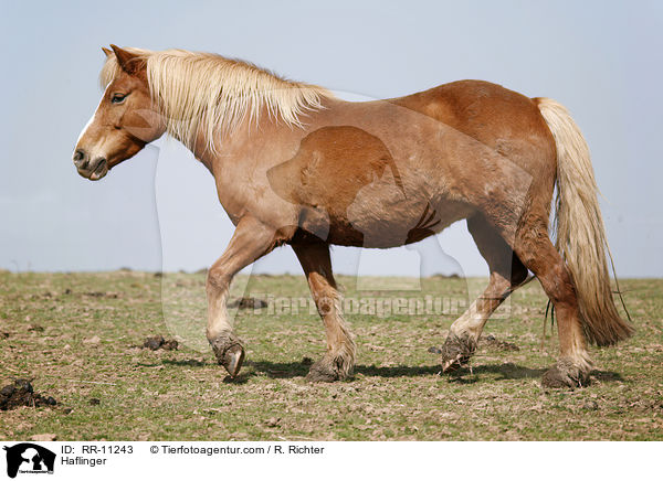 Haflinger / RR-11243
