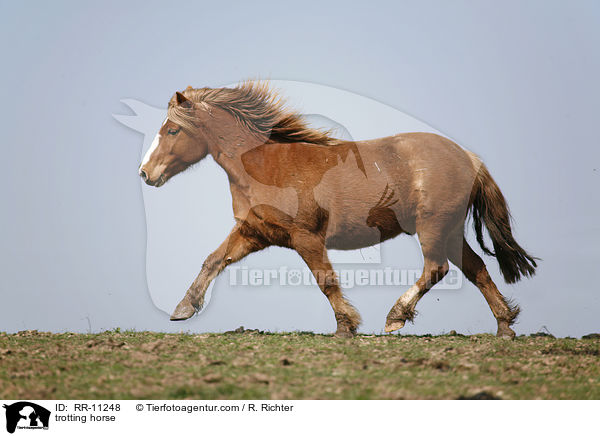 trabendes Pferd / trotting horse / RR-11248
