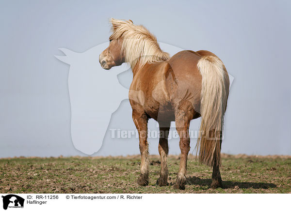 Haflinger / Haflinger / RR-11256