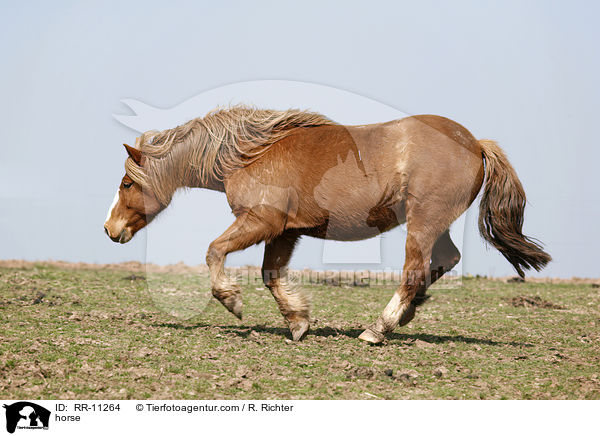 horse / RR-11264