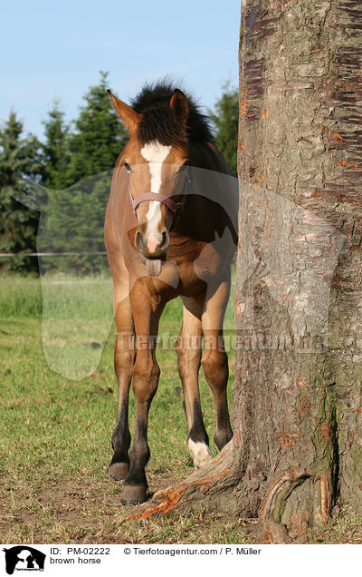 Brauner / brown horse / PM-02222