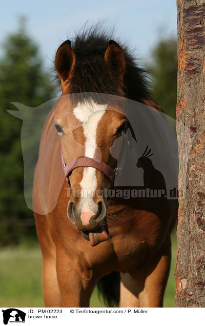 Brauner / brown horse / PM-02223