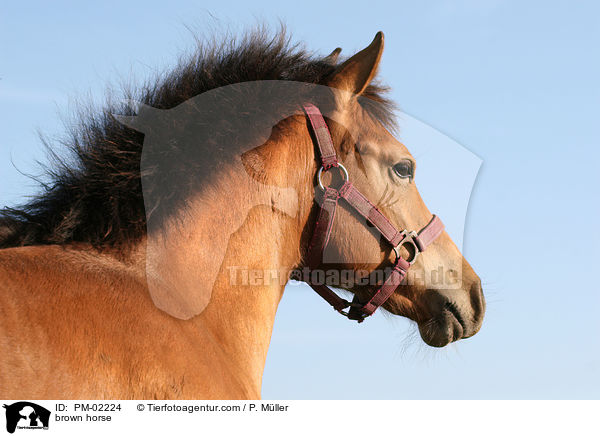 Brauner / brown horse / PM-02224