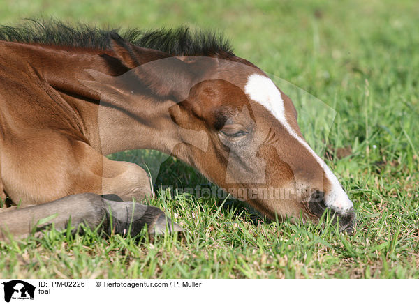 Fohlen / foal / PM-02226
