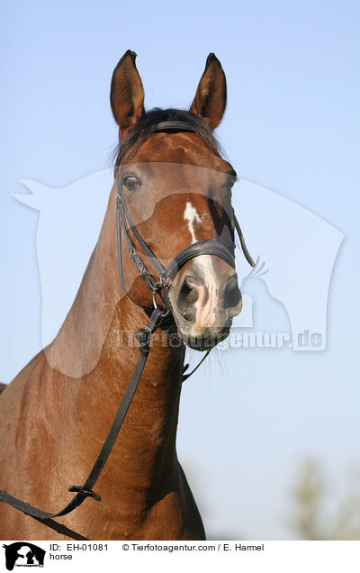 Warmblut Stute / horse / EH-01081