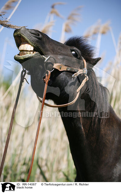 black horse / RR-14067