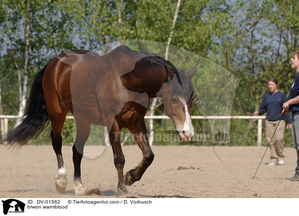 Braunes Warmblut / brwon warmblood / DV-01562