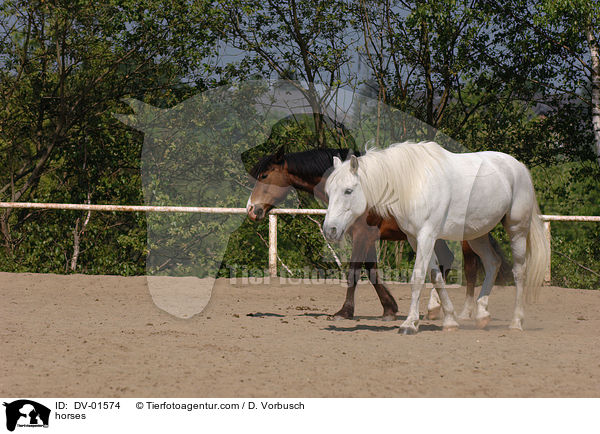 horses / DV-01574