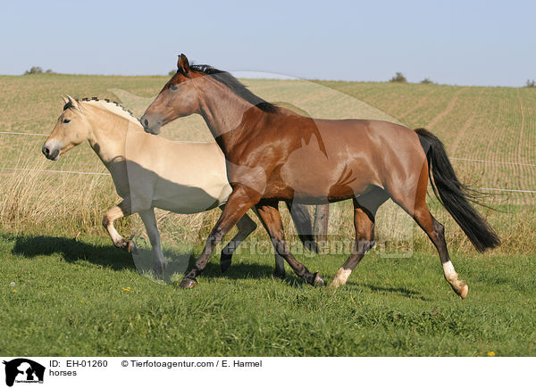 horses / EH-01260