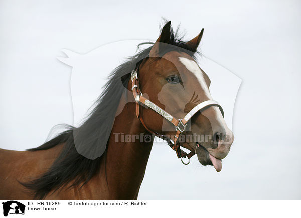 brown horse / RR-16289