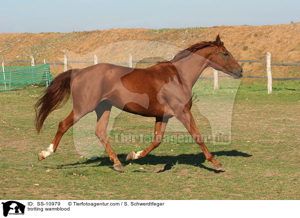 trotting warmblood / SS-10979