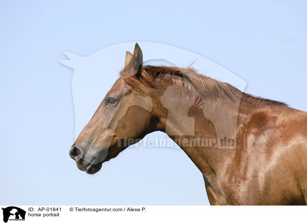 horse portrait / AP-01841