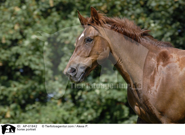 horse portrait / AP-01842