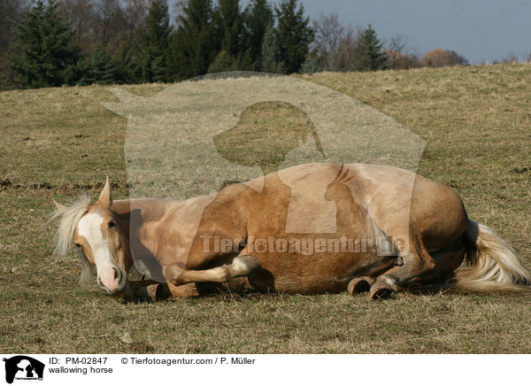 wallowing horse / PM-02847
