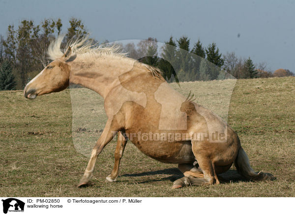 sich wlzendes Pferd / wallowing horse / PM-02850