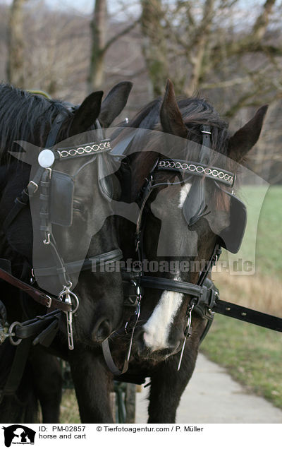 Pferdegespann / horse and cart / PM-02857