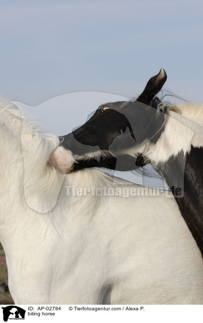 biting horse / AP-02784