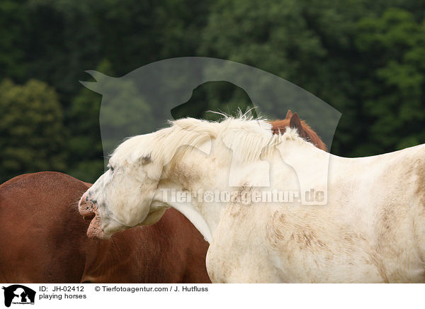 spielende Pferde / playing horses / JH-02412