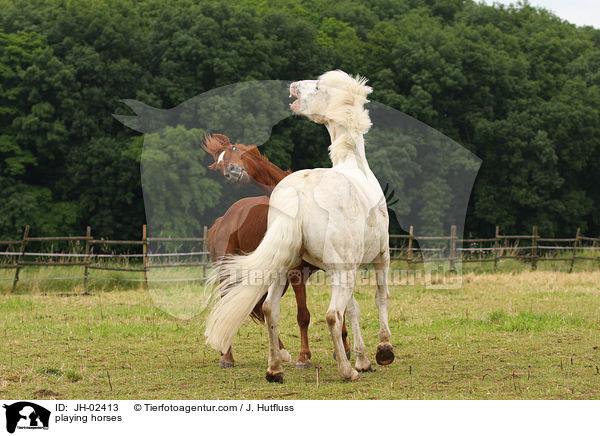 spielende Pferde / playing horses / JH-02413