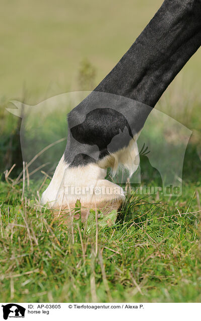 Pferdehuf / horse leg / AP-03605