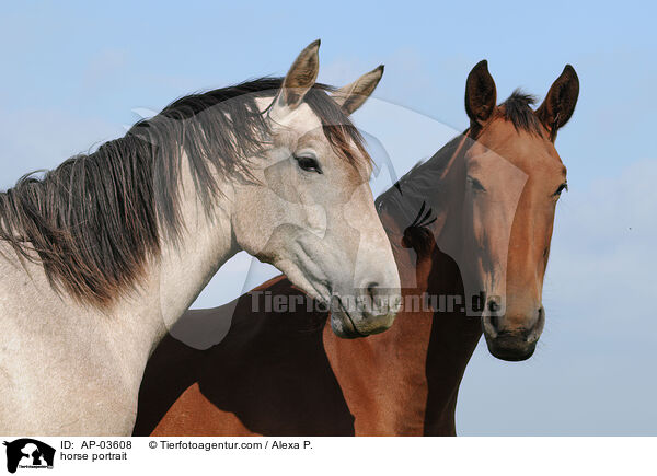 horse portrait / AP-03608