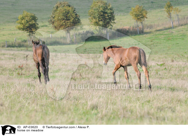 horse on meadow / AP-03620