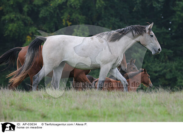 horse on meadow / AP-03634