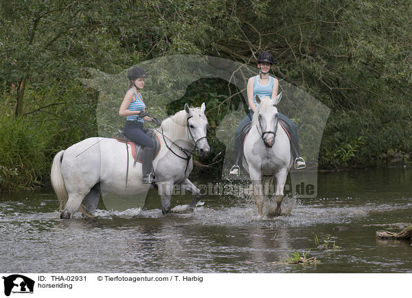 Pferd und Reiter / horseriding / THA-02931