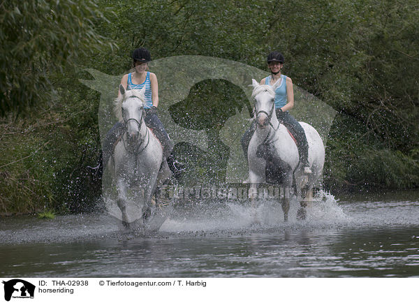 Pferd und Reiter / horseriding / THA-02938