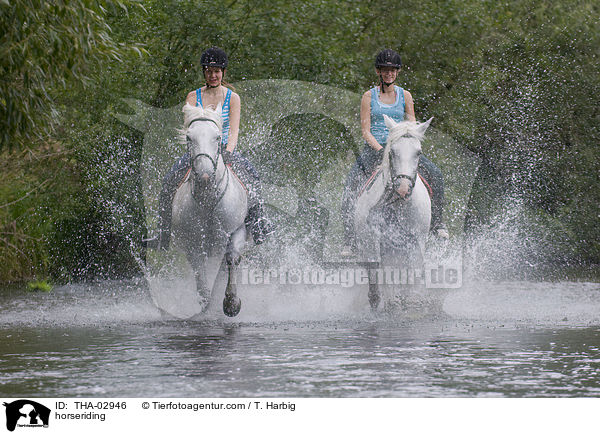 Pferd und Reiter / horseriding / THA-02946