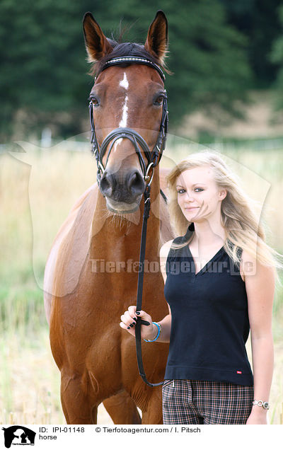 Warmblut / horse / IPI-01148