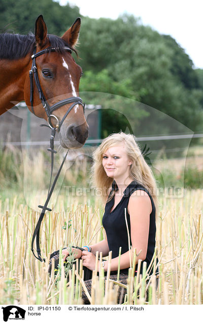 Warmblut / horse / IPI-01150