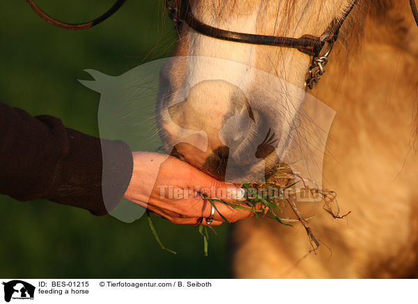 Pferd fttern / feeding a horse / BES-01215