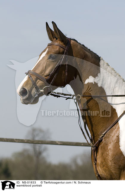 Warmblut Portrait / warmblood portrait / NS-01833