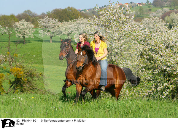 Freizeitreiten / riding / PM-04480