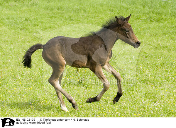 galloping warm-blood foal / NS-02135