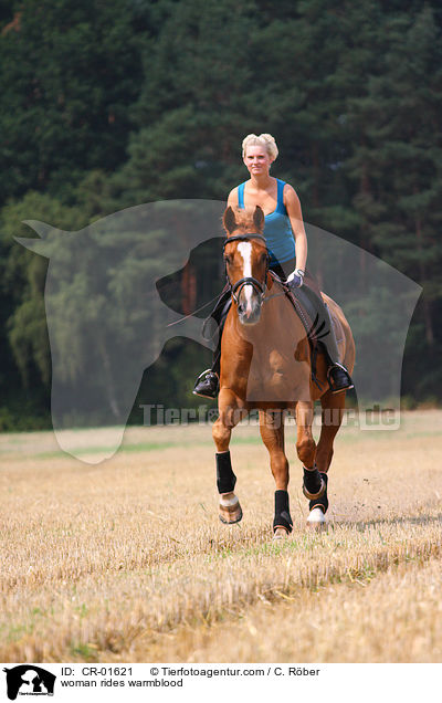 Frau reitet Warmblut / woman rides warmblood / CR-01621