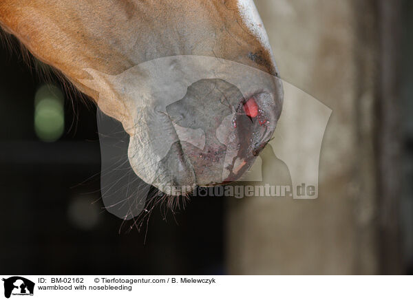 Warmblut mit Nasenbluten / warmblood with nosebleeding / BM-02162