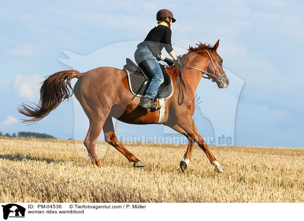 Frau reitet Warmblut / woman rides warmblood / PM-04536