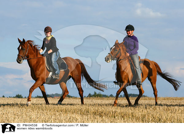 Frauen reiten Warmblter / women rides warmbloods / PM-04538