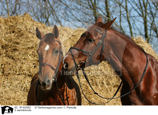 2 warmbloods / IP-02592