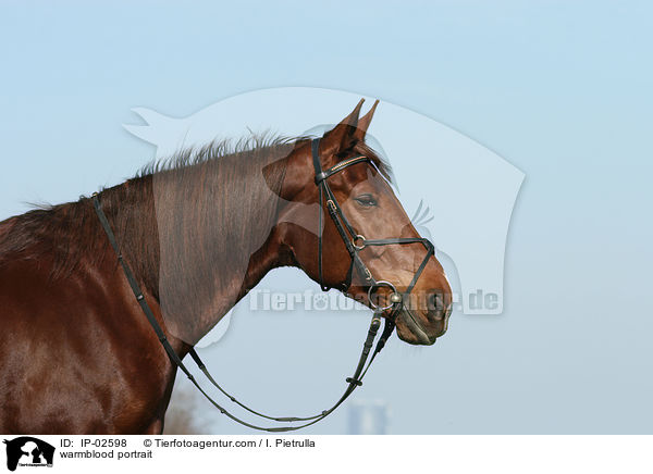 Warmblut Portrait / warmblood portrait / IP-02598