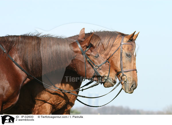 2 warmbloods / IP-02600